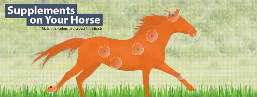 Supplements on Your Horse