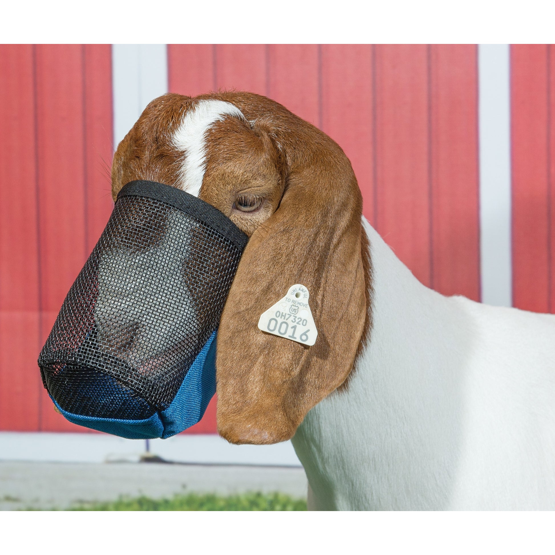 Weaver Leather Deluxe Adjustable Goat/Sheep Muzzle