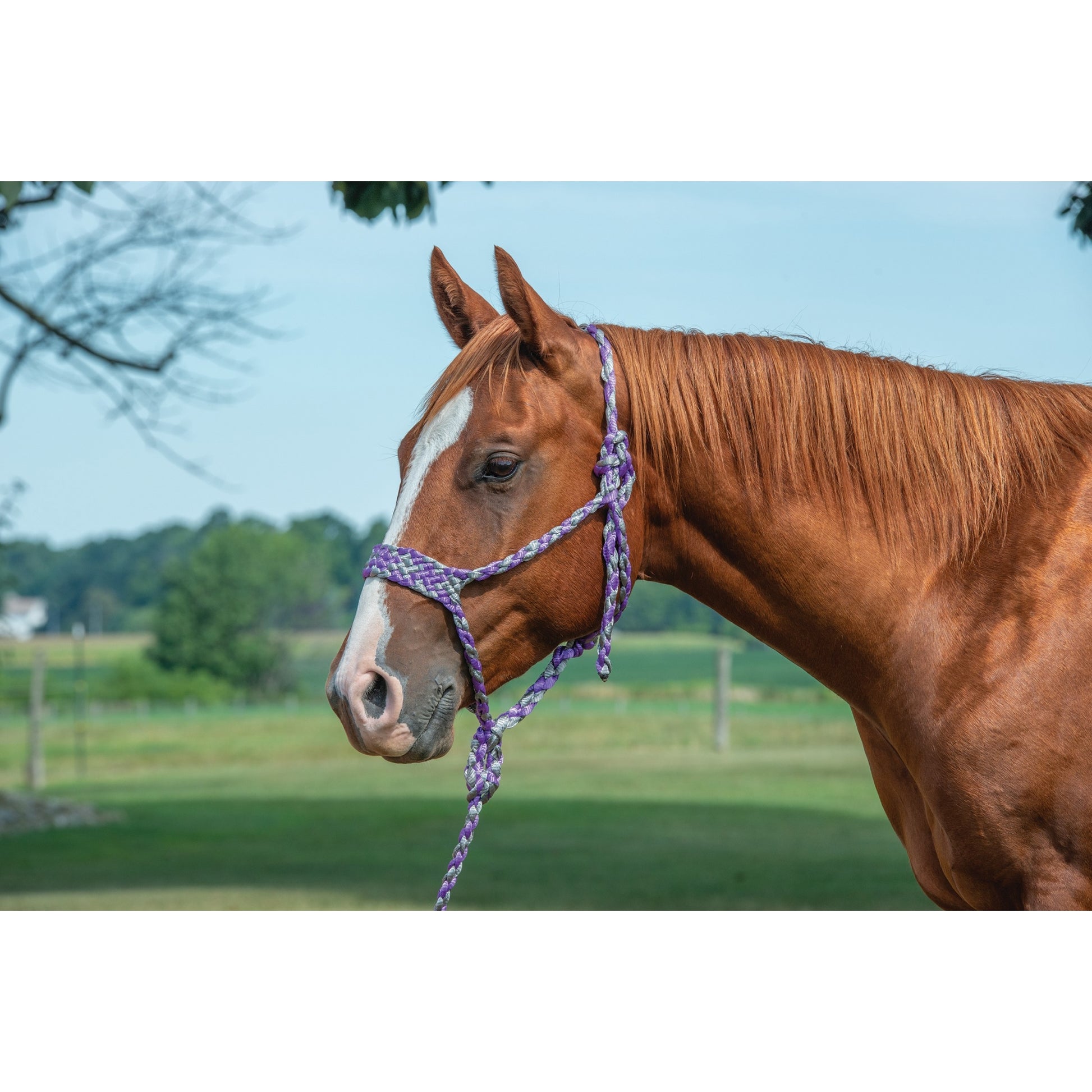 Weaver Braided Rope Halter with 10' Lead