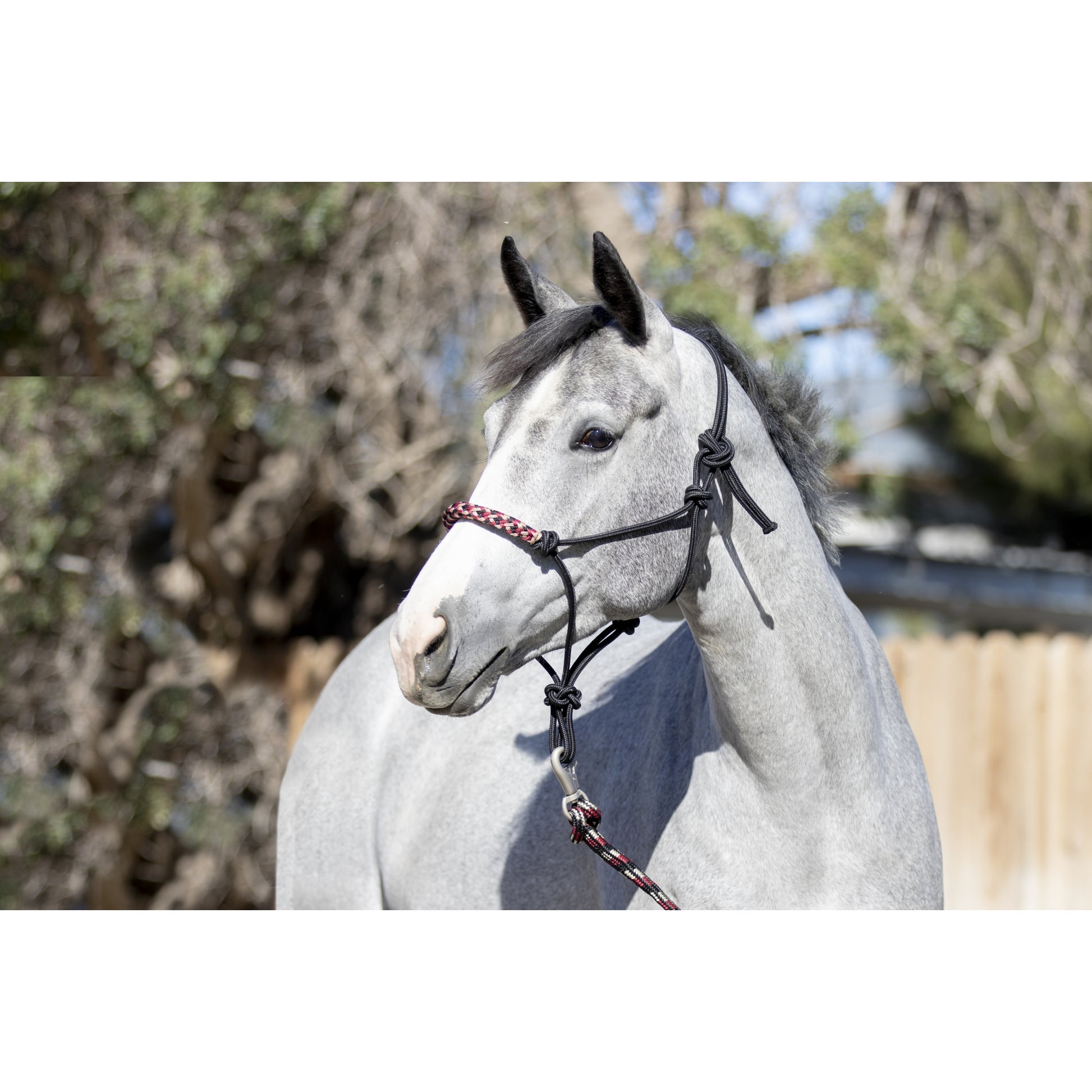 Kensington Clinician Rope Halter