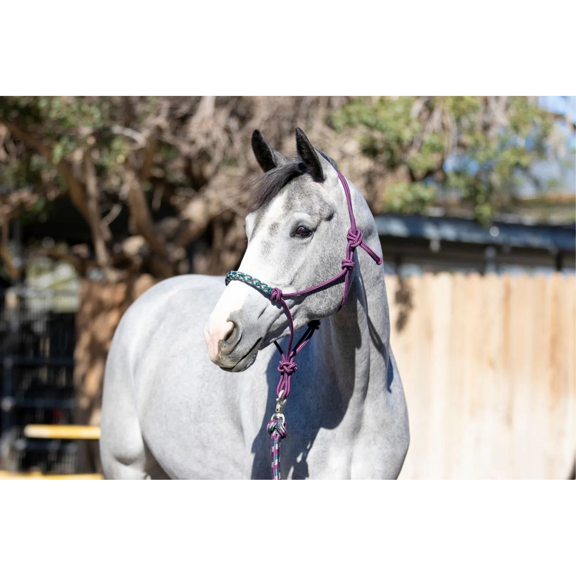 Kensington Clinician Rope Halter