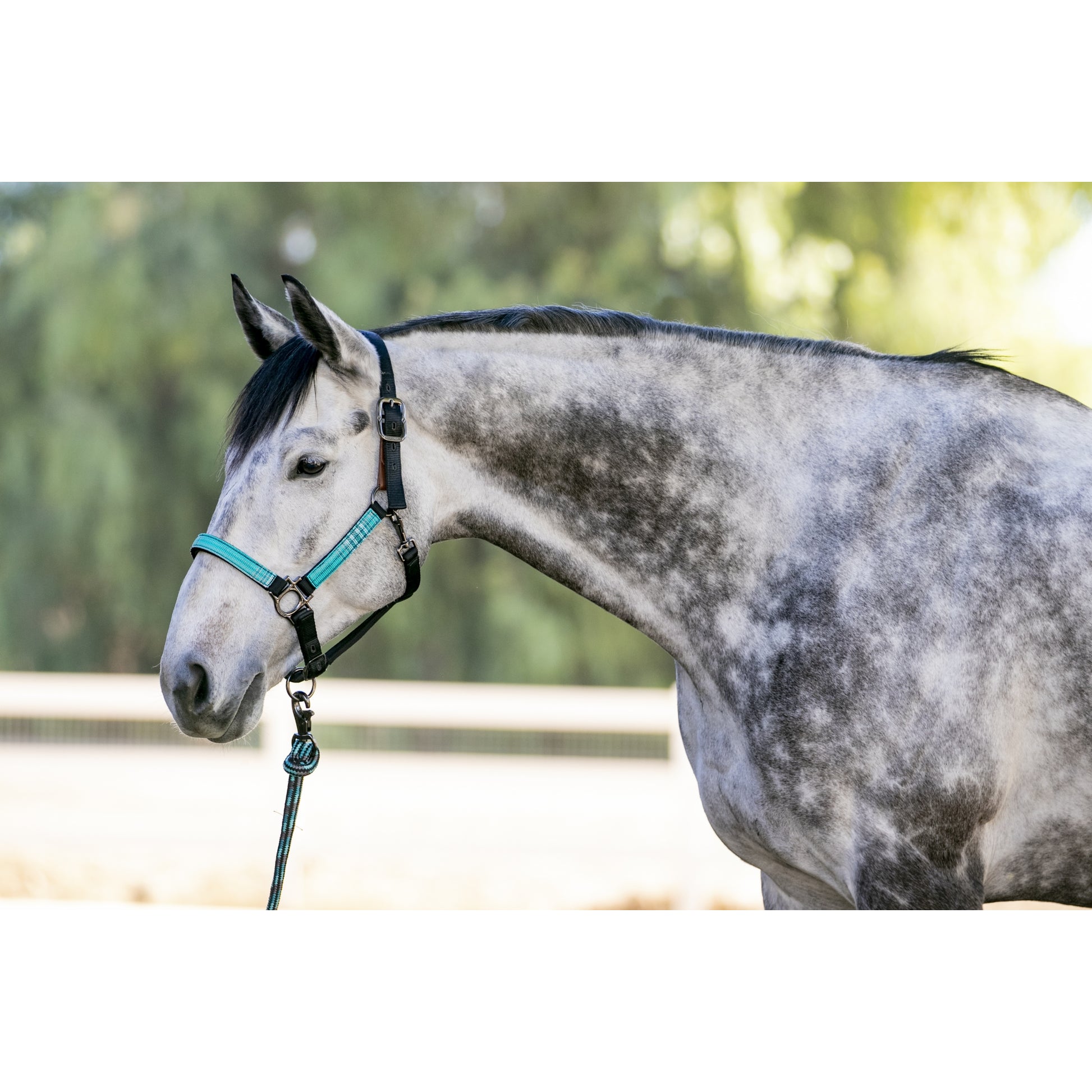 Kensington Breakaway Halter