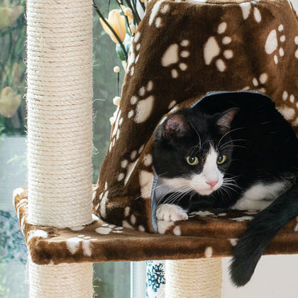 Armarkat Real Wood Cat Tree Model A6601 66in Paw