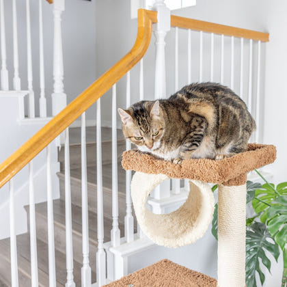 Armarkat Real Wood Cat Tree Model X7001 70in Tan