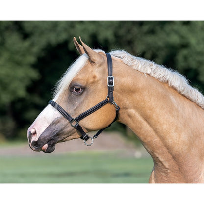 Perri's 3/4" Padded Leather Halter