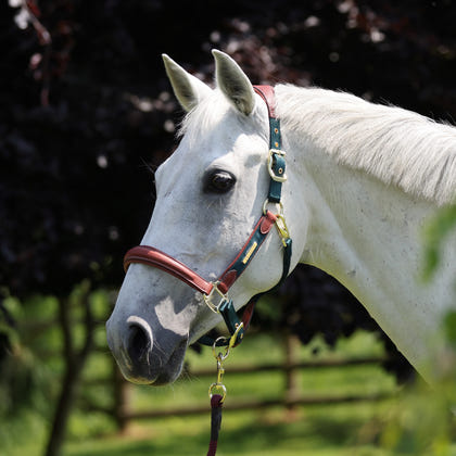 Shires Velociti Lusso Padded Leather Halter
