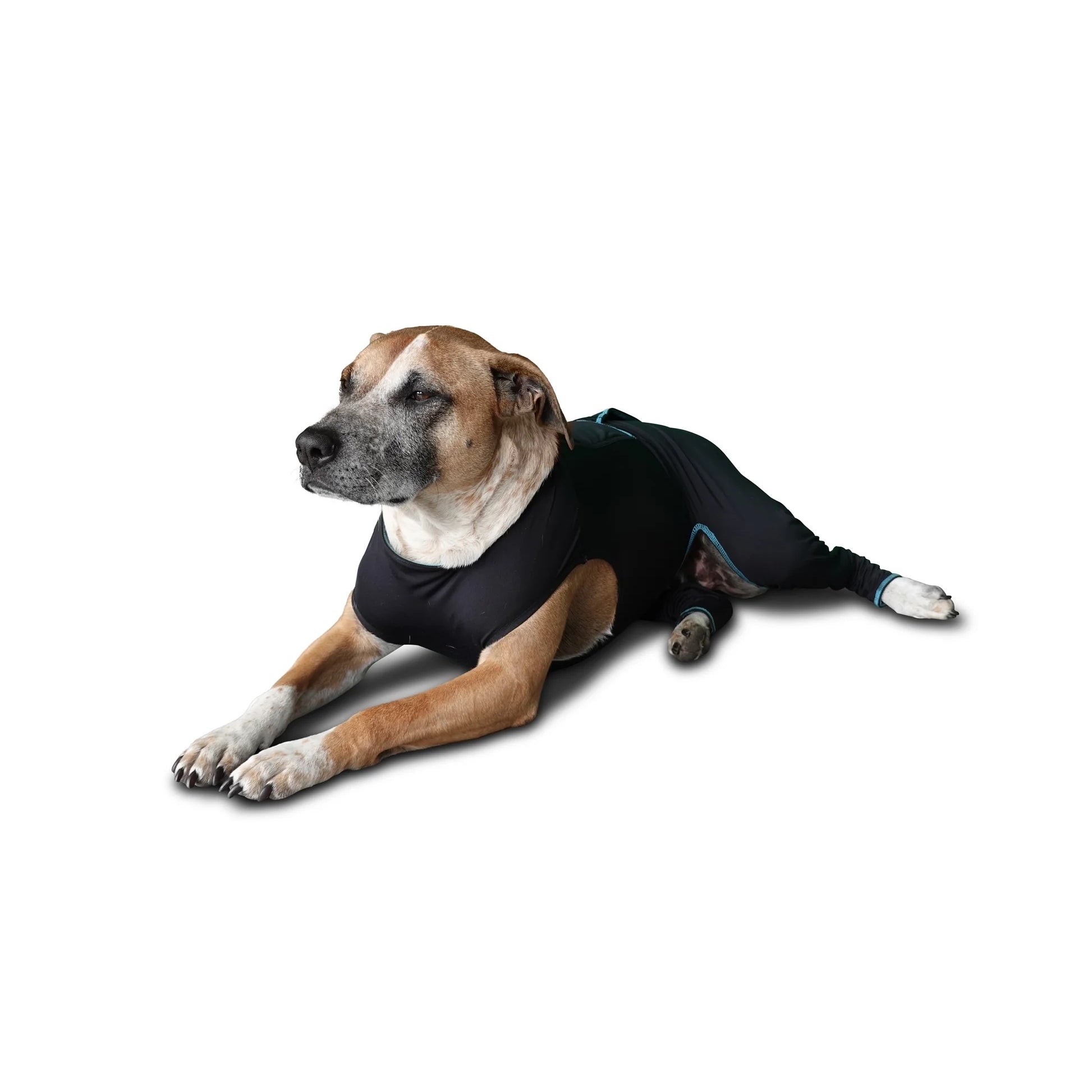BeneFab Canine Comfort Suit