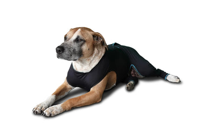 BeneFab Canine Comfort Suit