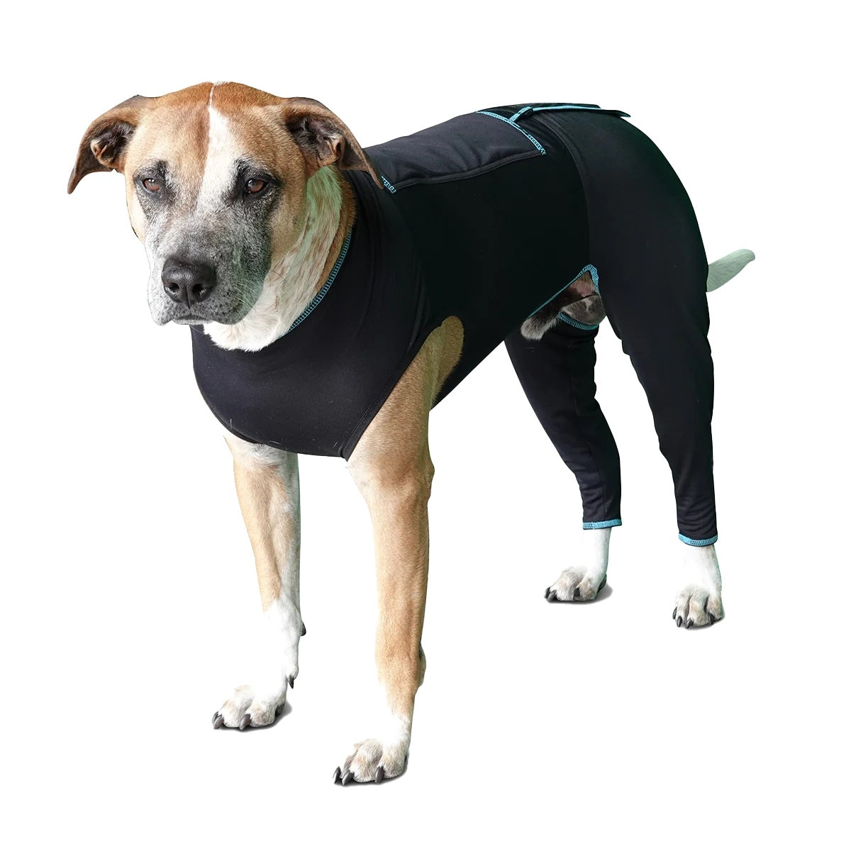 BeneFab Canine Comfort Suit– Horse.com