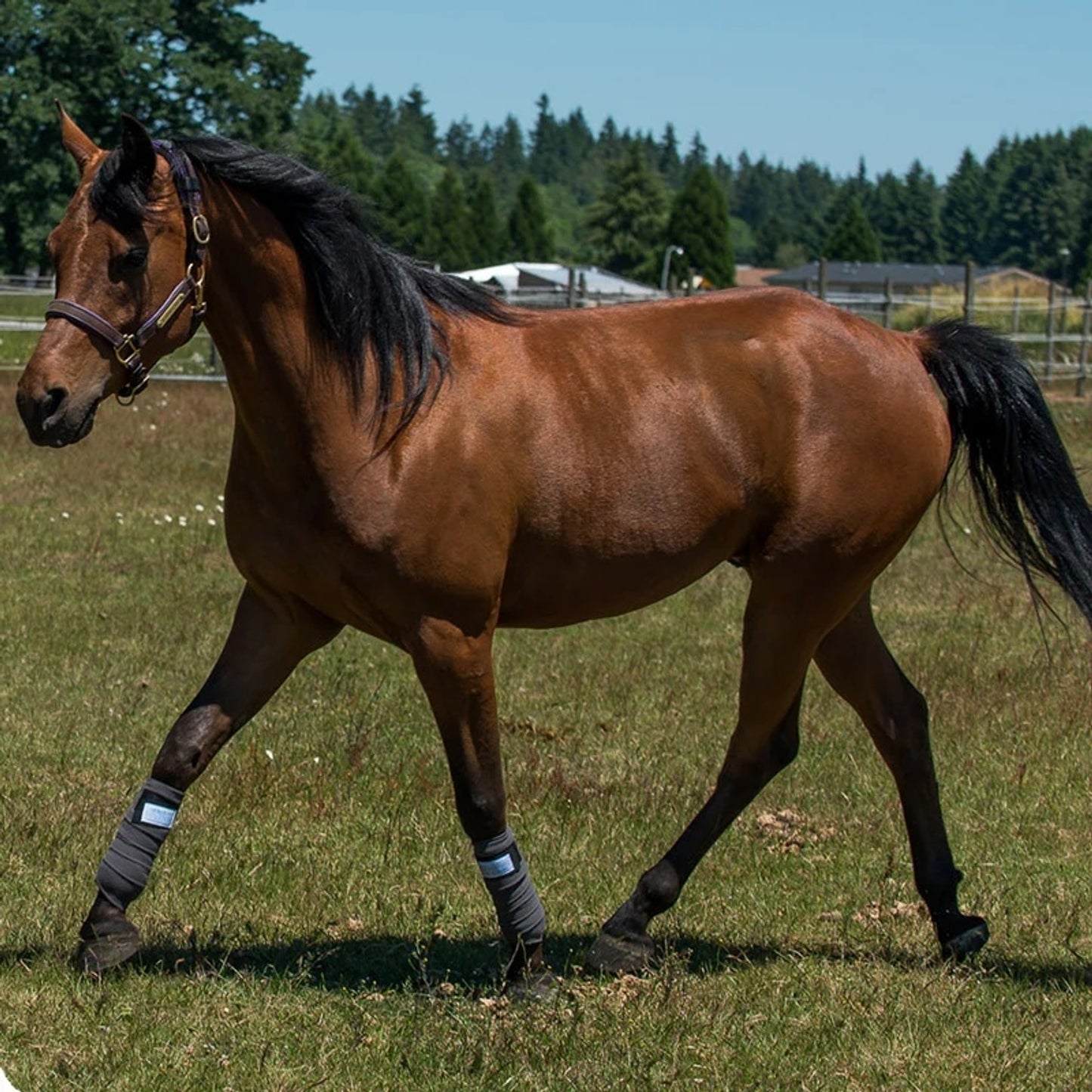 4-461501-b.jpg