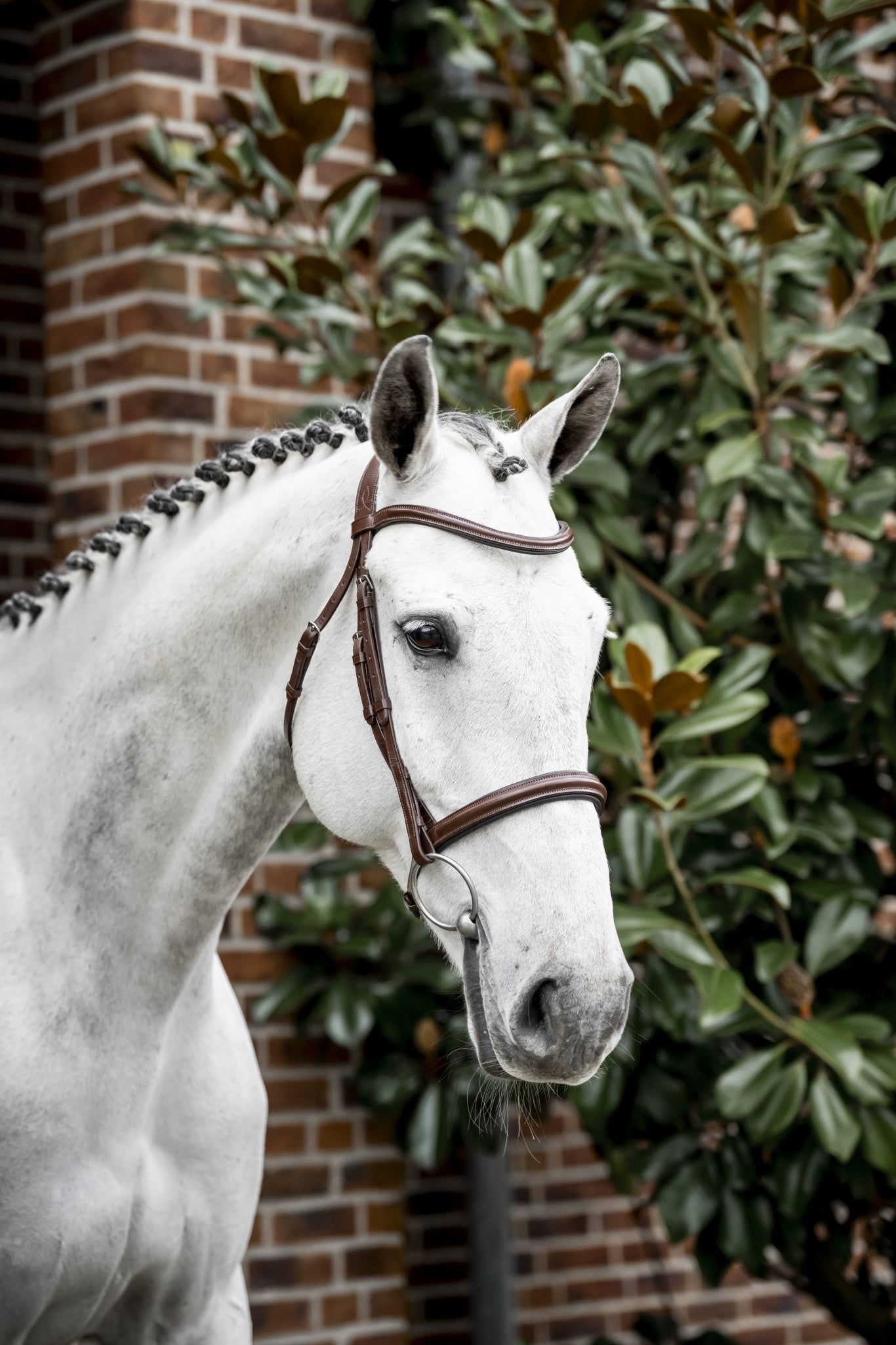 Horseware Cavesson Bridle