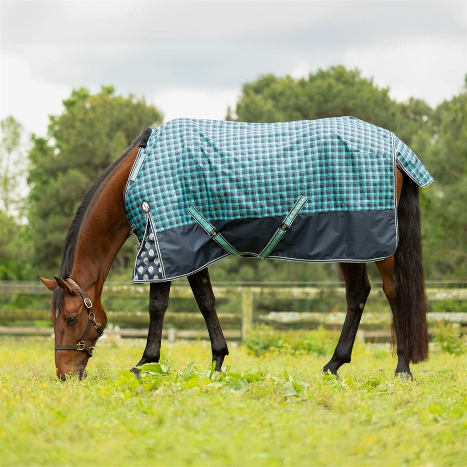 Equinavia Norse Lite Turnout Blanket 100g