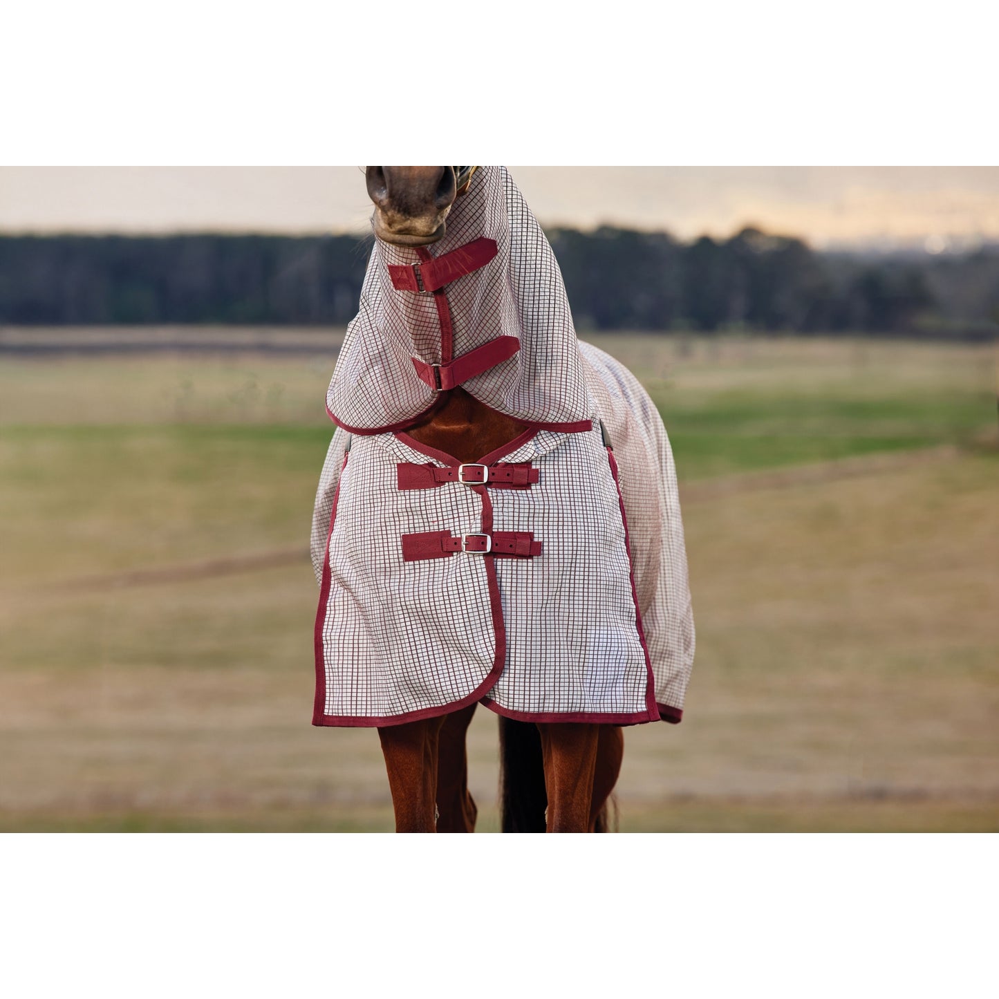 4-492877-02.jpg
