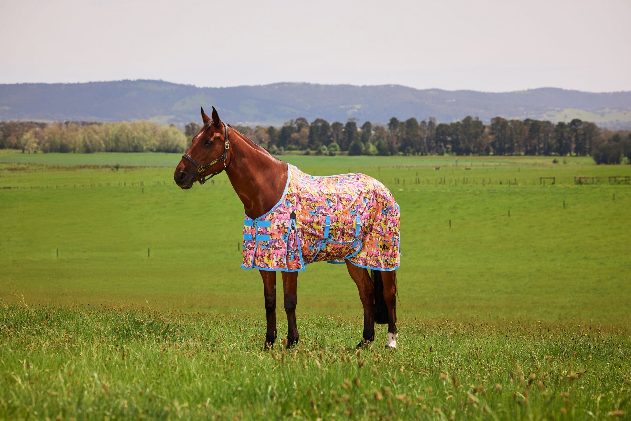 Saxon Mesh Fly Sheet Standard Neck