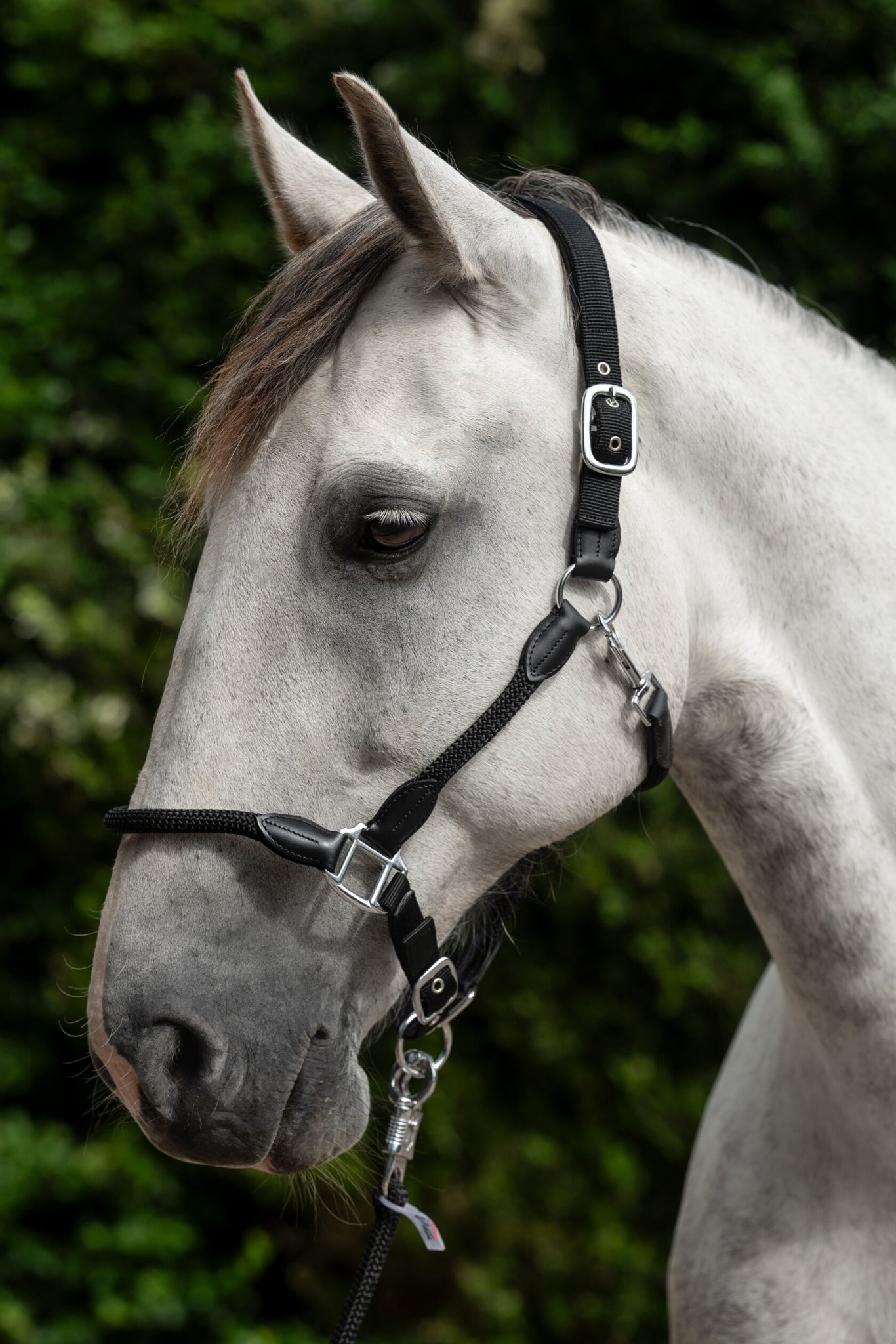 HKM Carlotta Head Collar