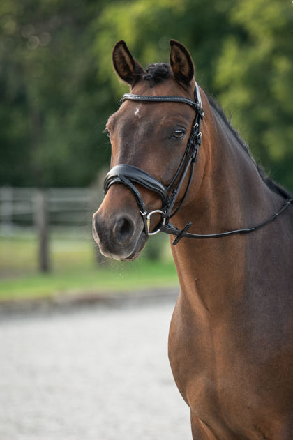 HKM Ira Bridle