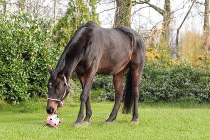 HKM Fun Ball As Toy For Horses