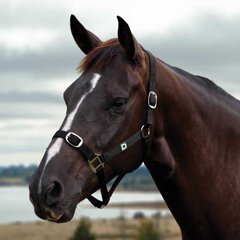 Dublin Everyday Breakaway Halter