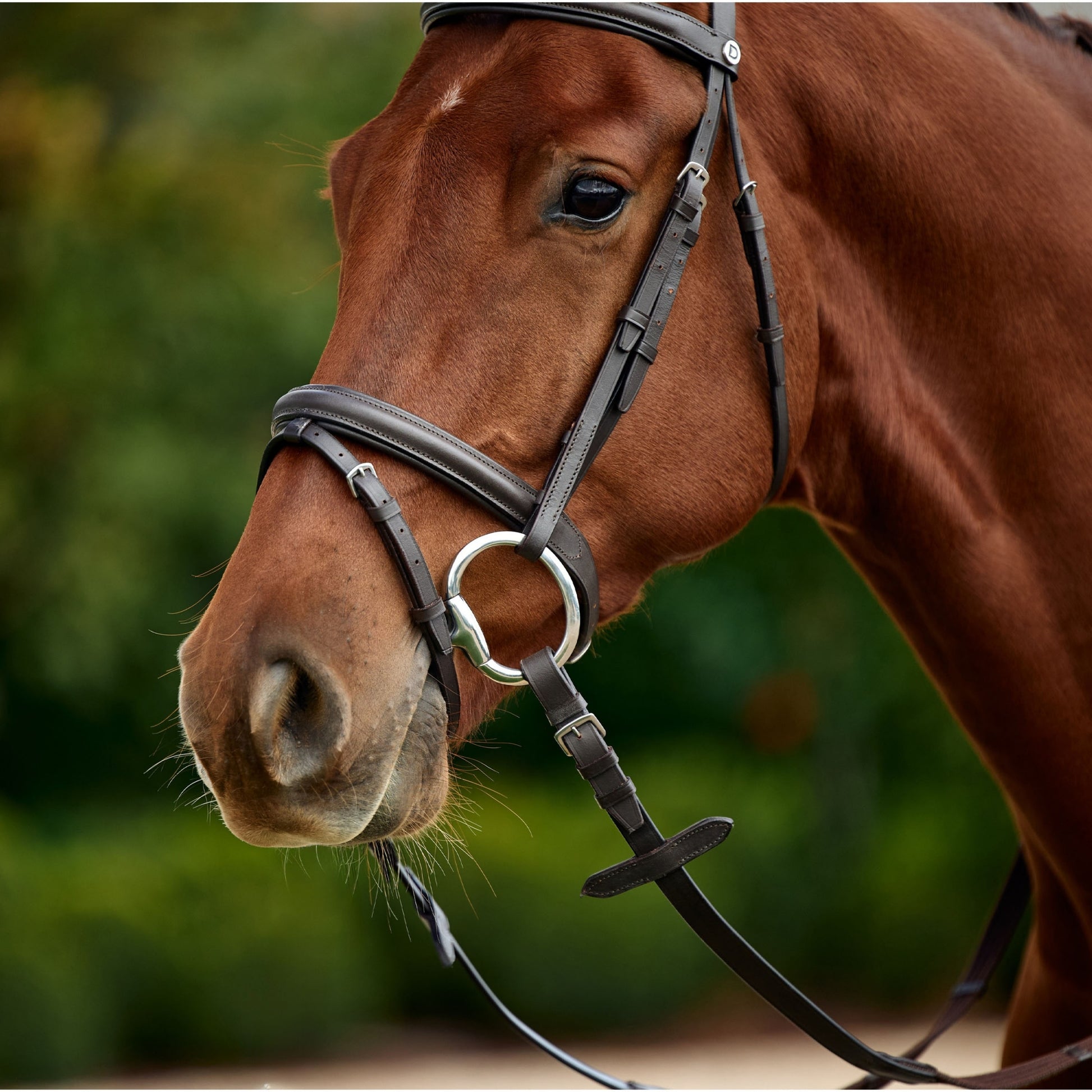 Dublin Flash Bridle