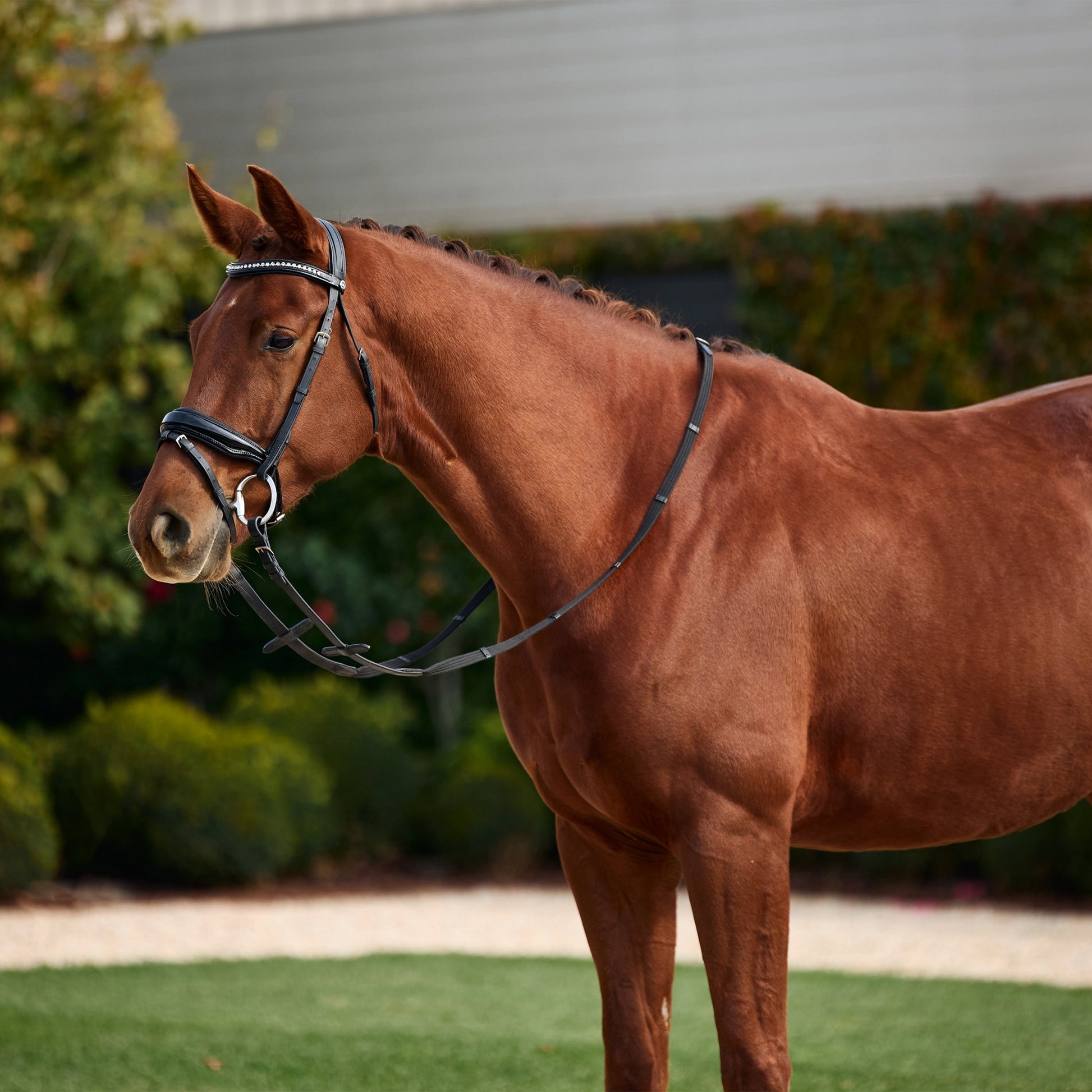 Dublin Padded Patent Flash Bridle