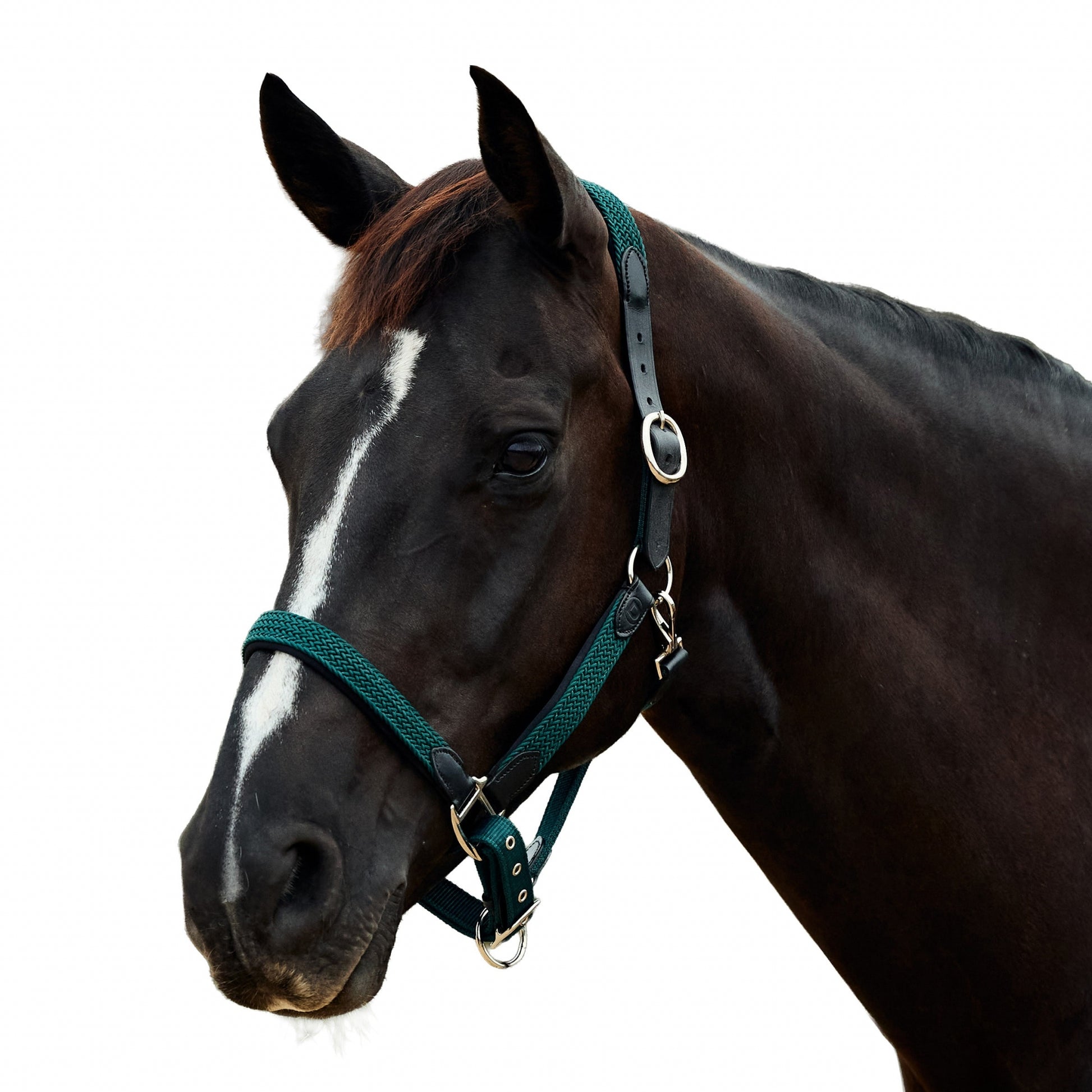 Dublin Braided Leather Headcollar