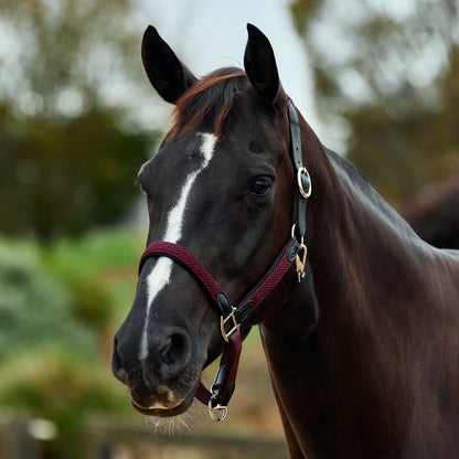 Dublin Braided Leather Headcollar