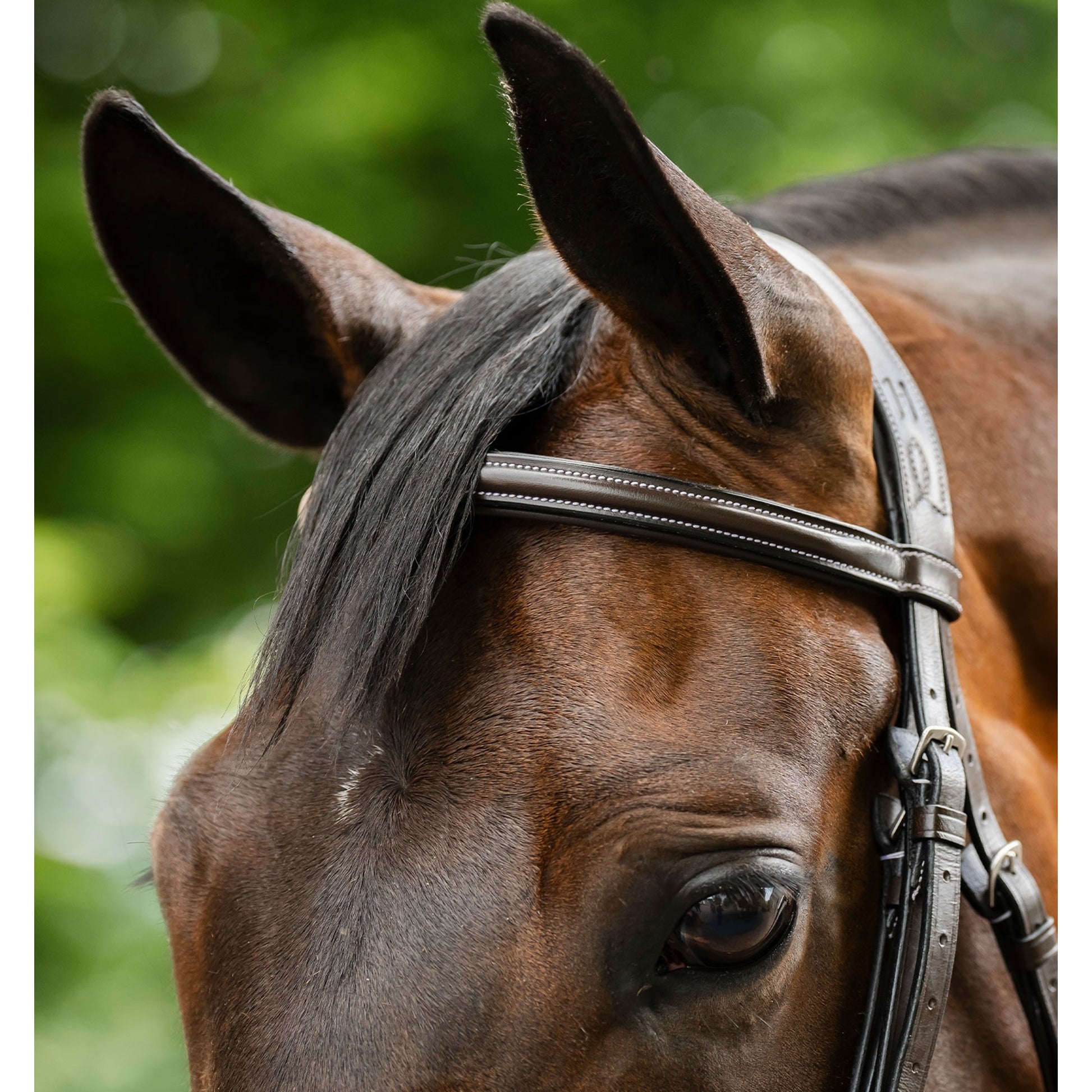 Horseware Figure 8 Grackle Bridle