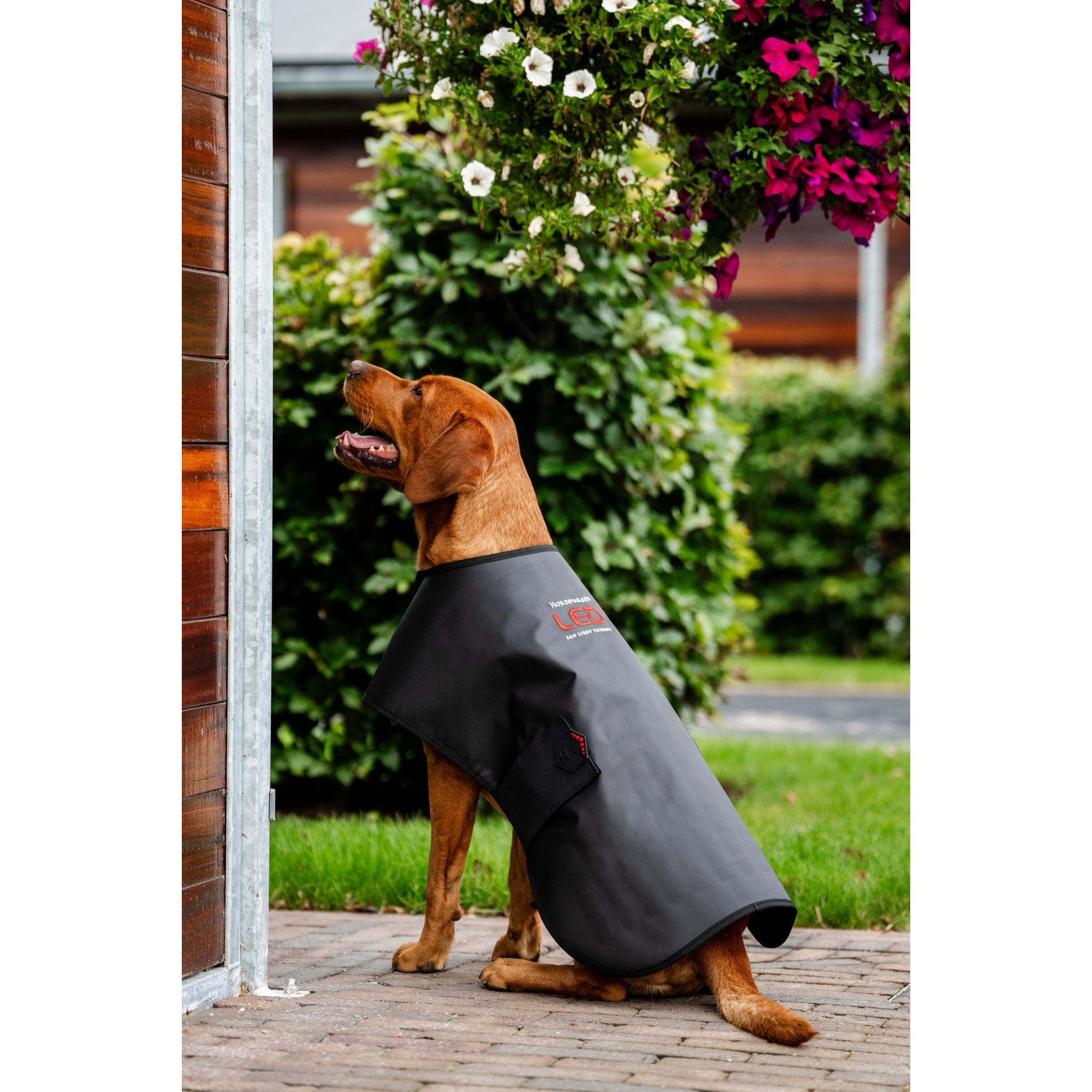 Horseware LED Red Light Therapy Pet Coat