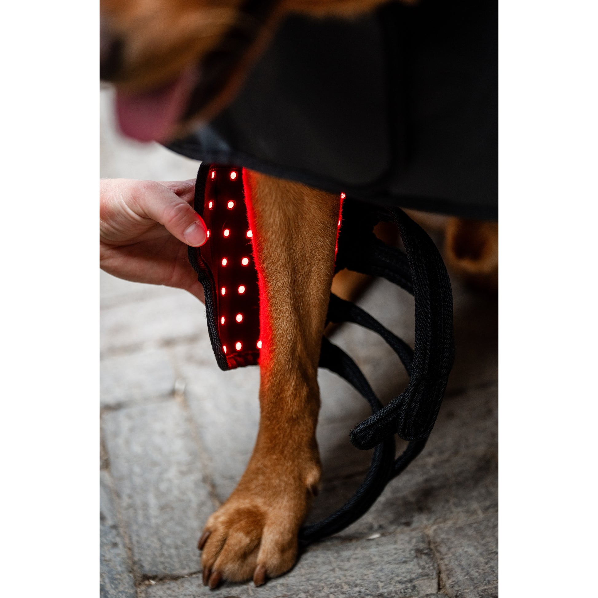 Horseware LED Red Light Therapy Pet Leg Wrap