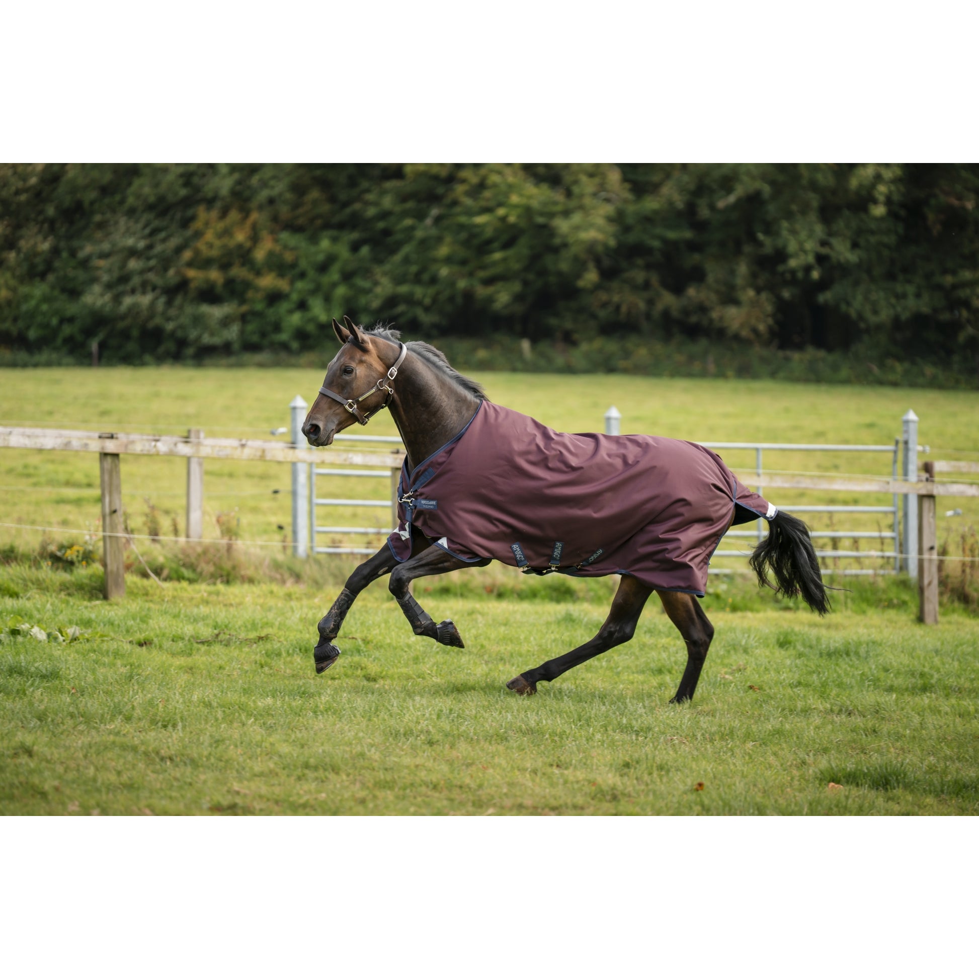 Amigo 1200D Turnout 50g
