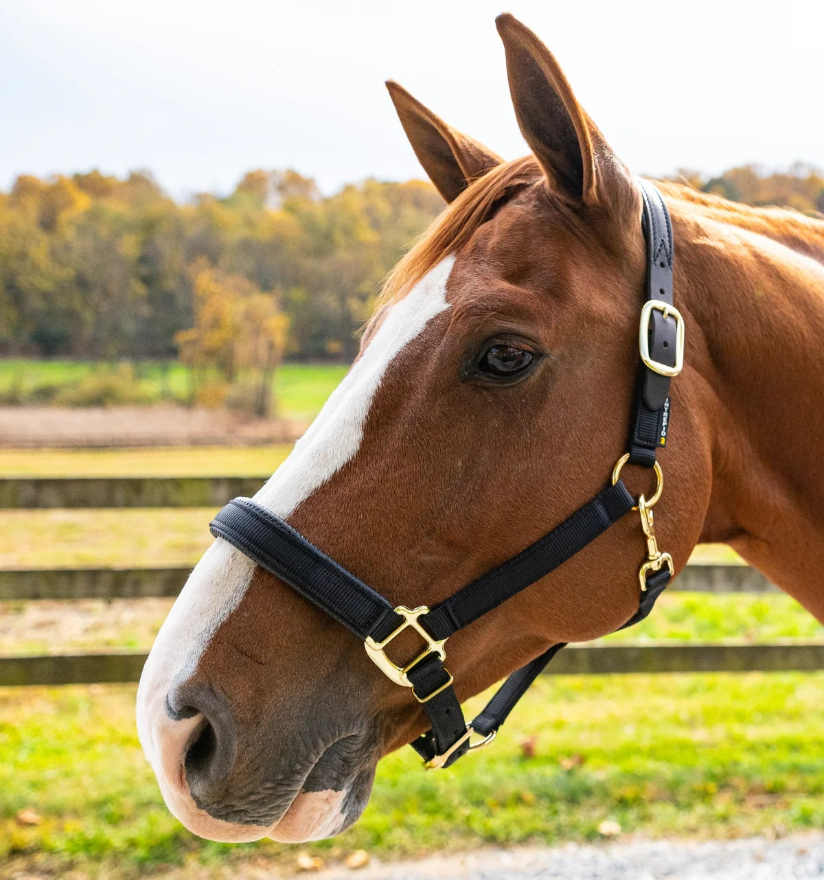 Chafeless Breakaway Halter