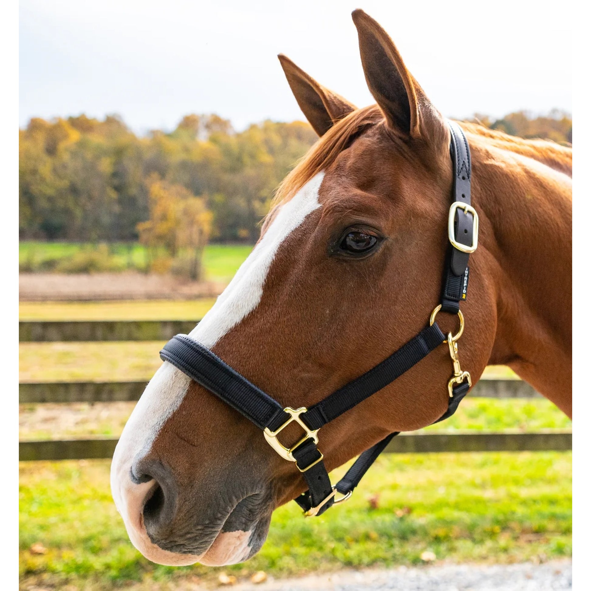 Chafeless Breakaway Halter