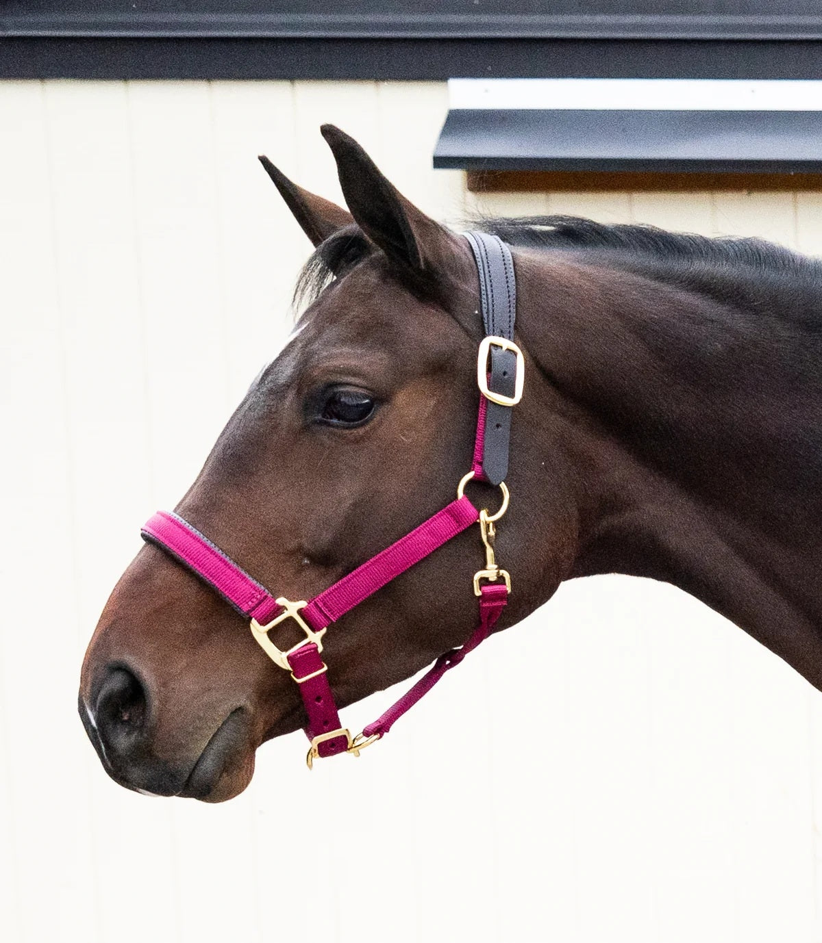 Chafeless Breakaway Halter