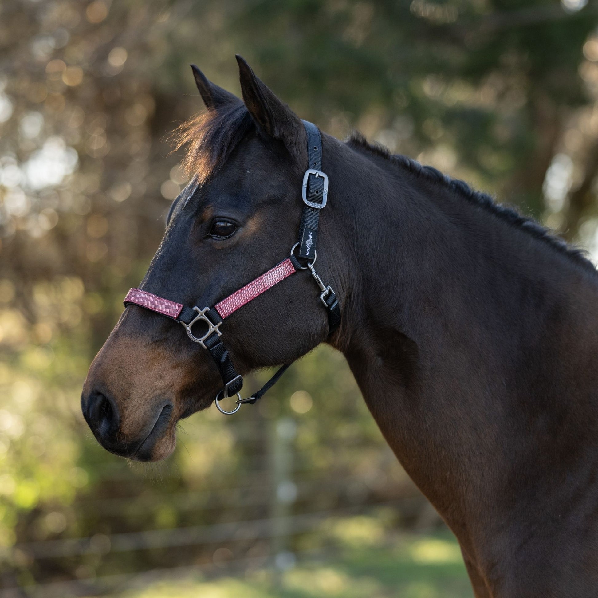 Kensington Reflective Nylon Halter