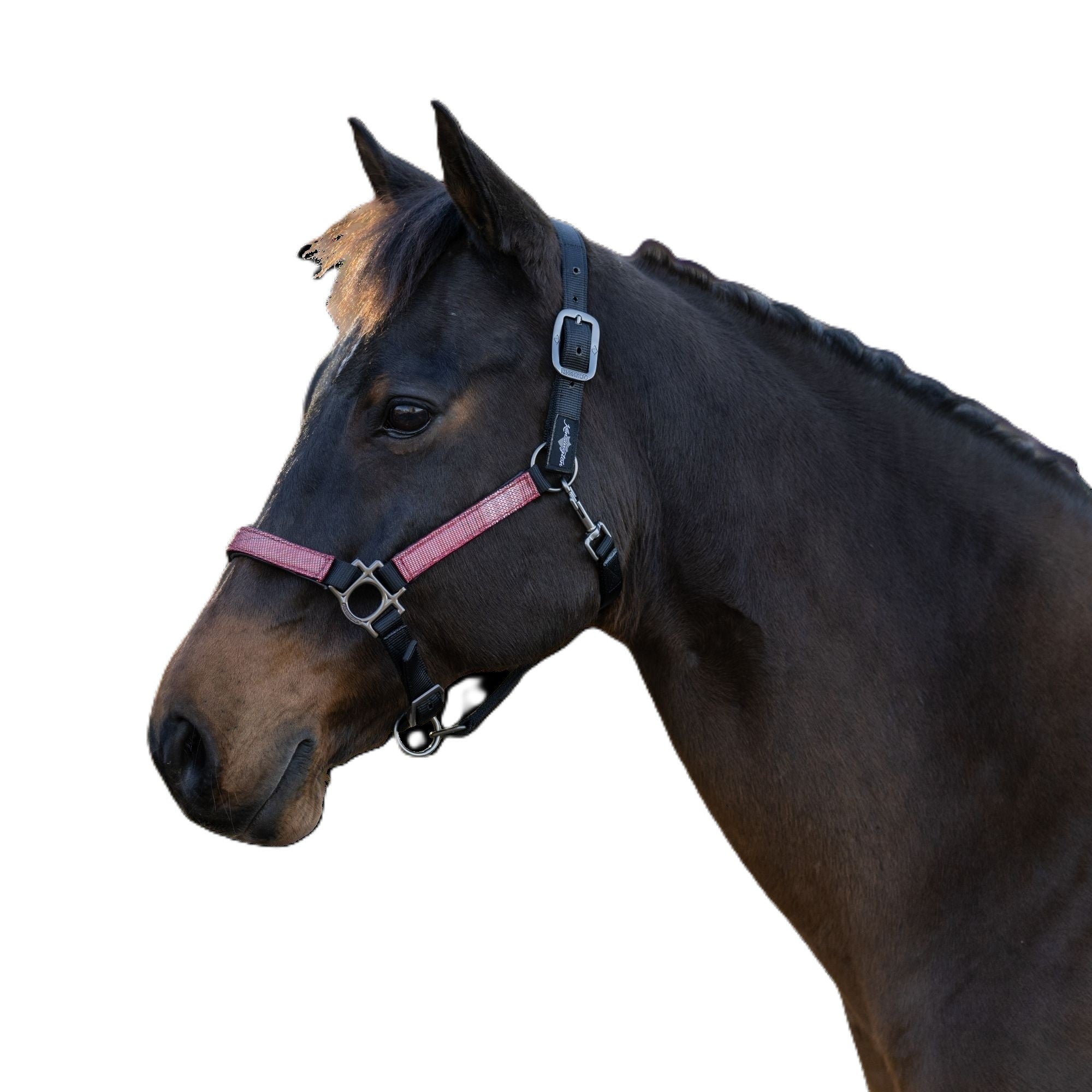 Kensington Halter NB