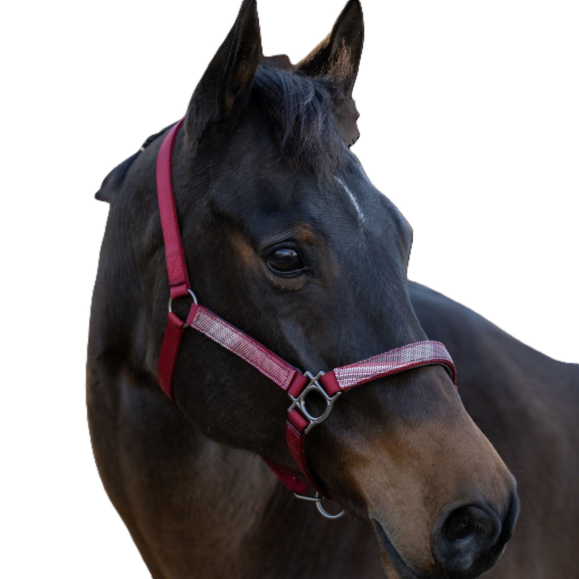 Kensington Halter NB
