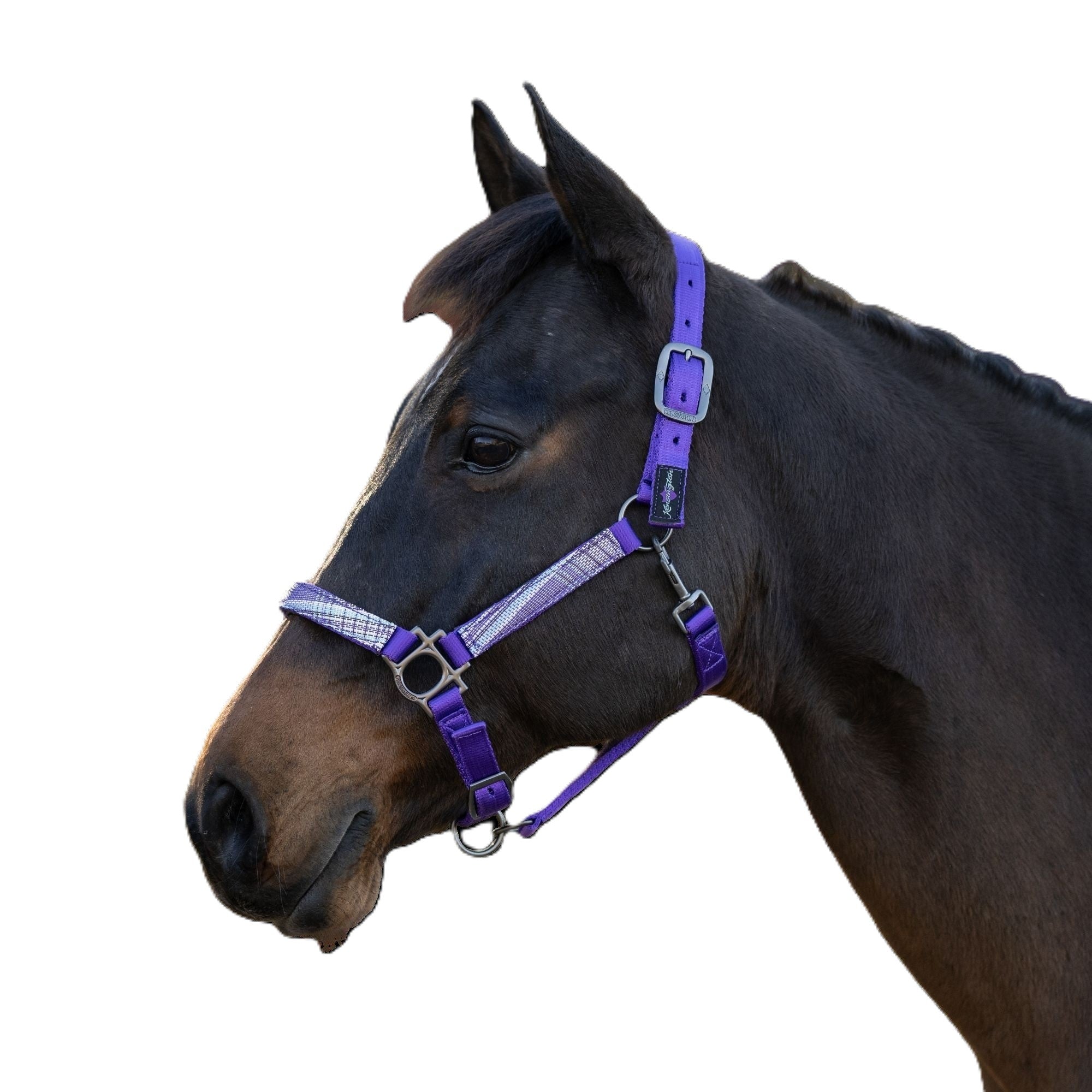 Kensington Halter NB