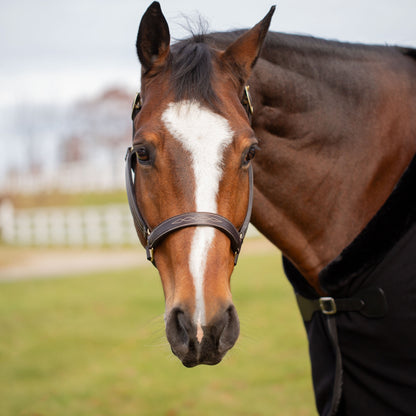 Equinavia Valkyrie Classic Leather Halter