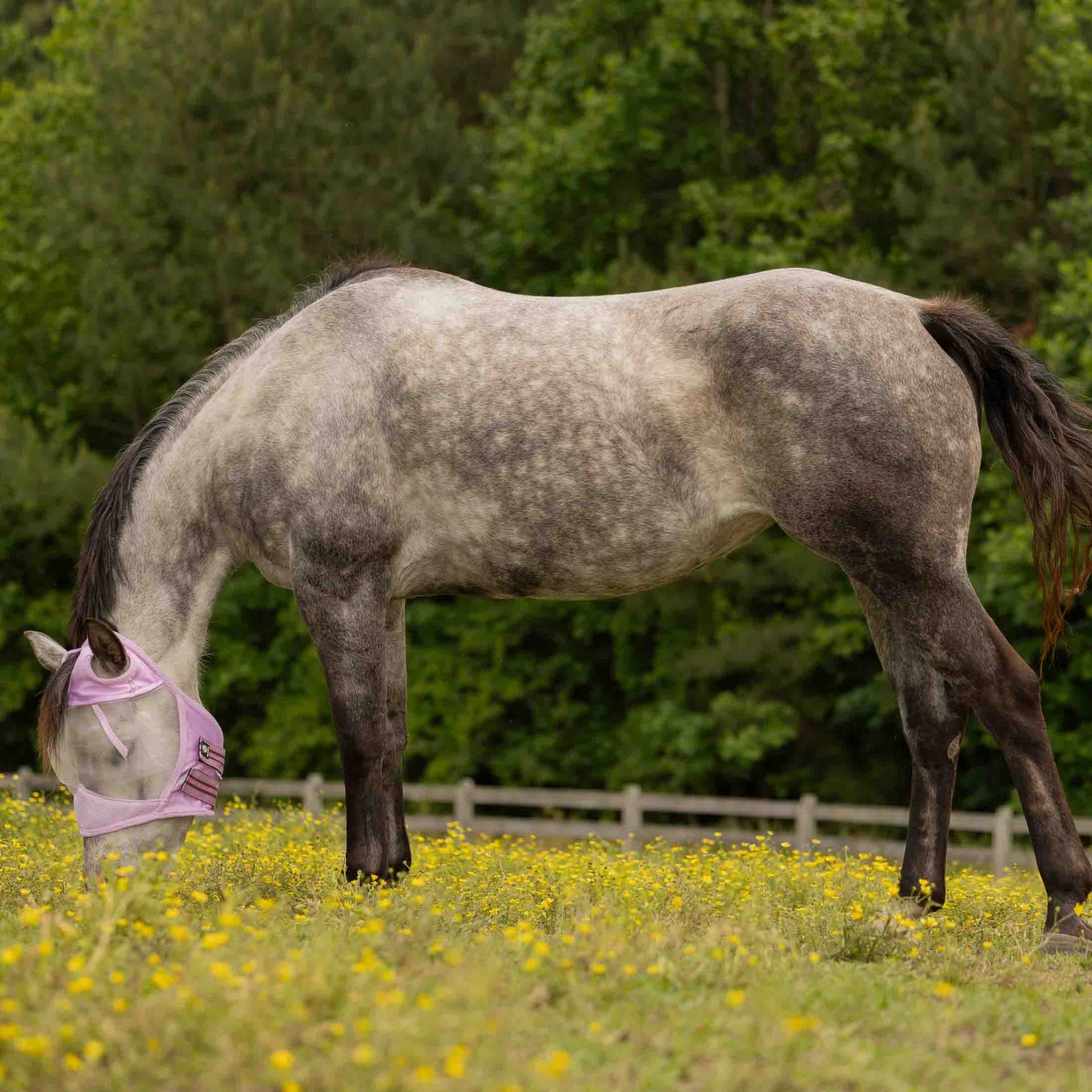 Equinavia Algard Soft Mesh Earless Fly Mask