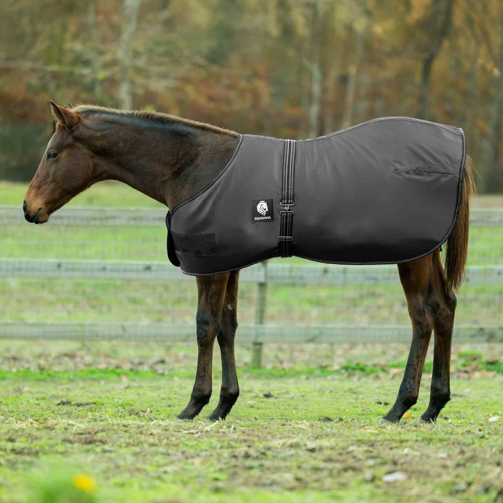 Equinavia Norse Foal Turnout Sheet