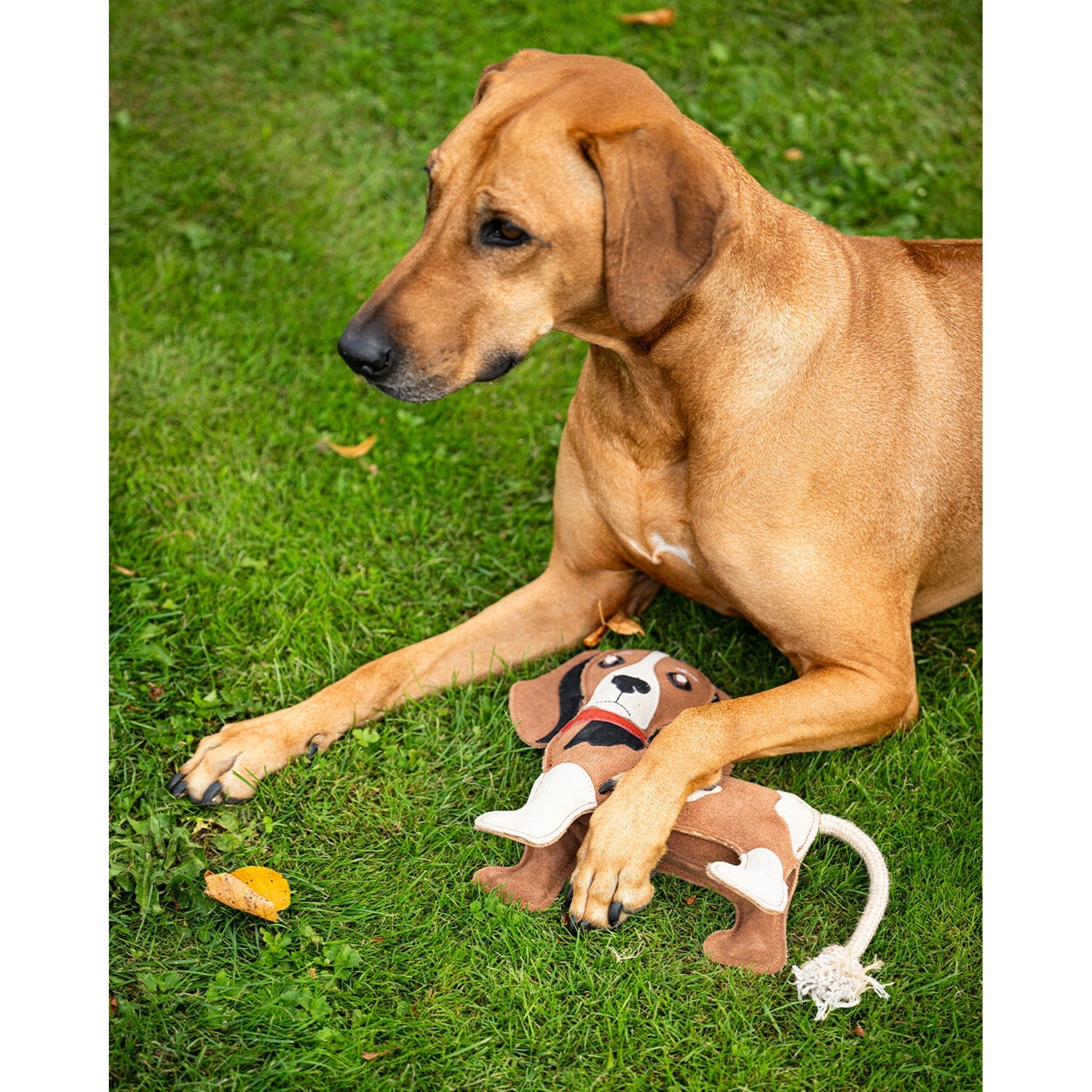 QHP 3D Beagle Dog Toy