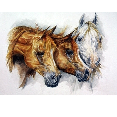 Omani Arabs (Arabian Horse) Blank Greeting Cards - 6 Pack