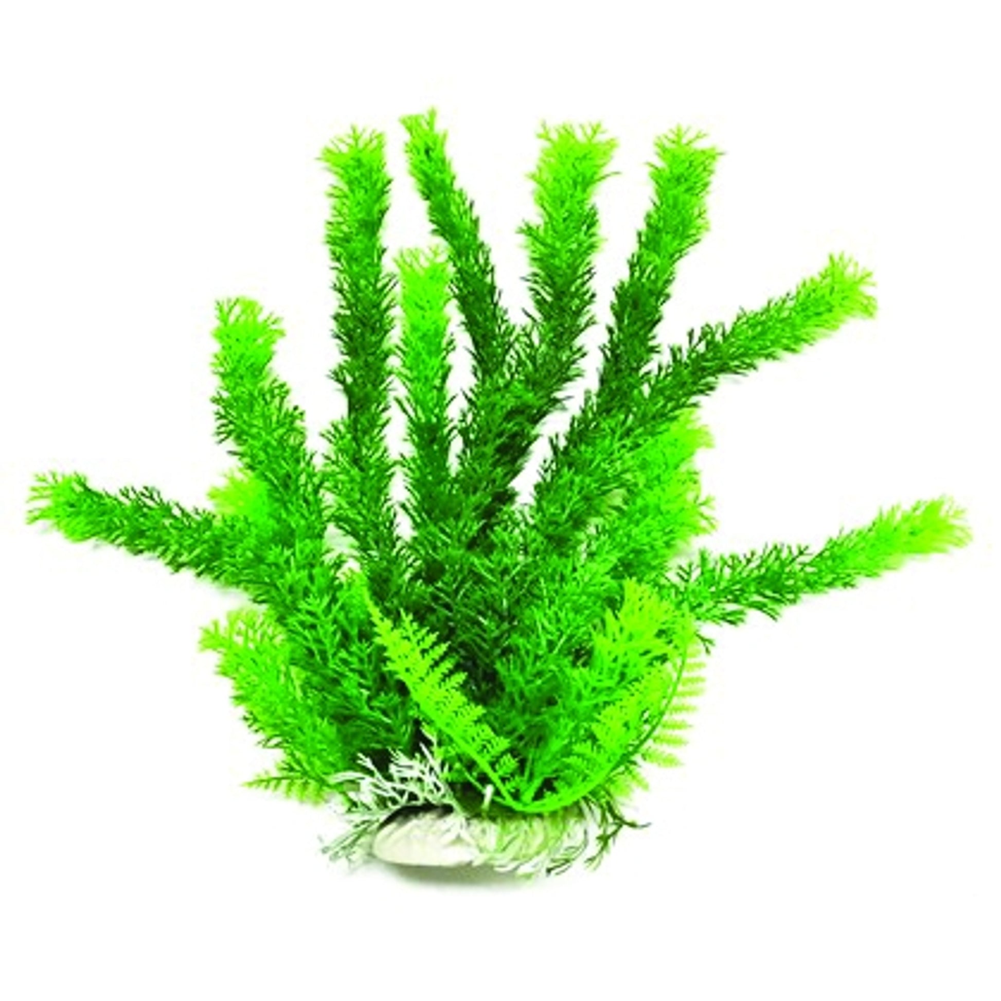 Aquatop Cabomba Like Aquarium Plant
