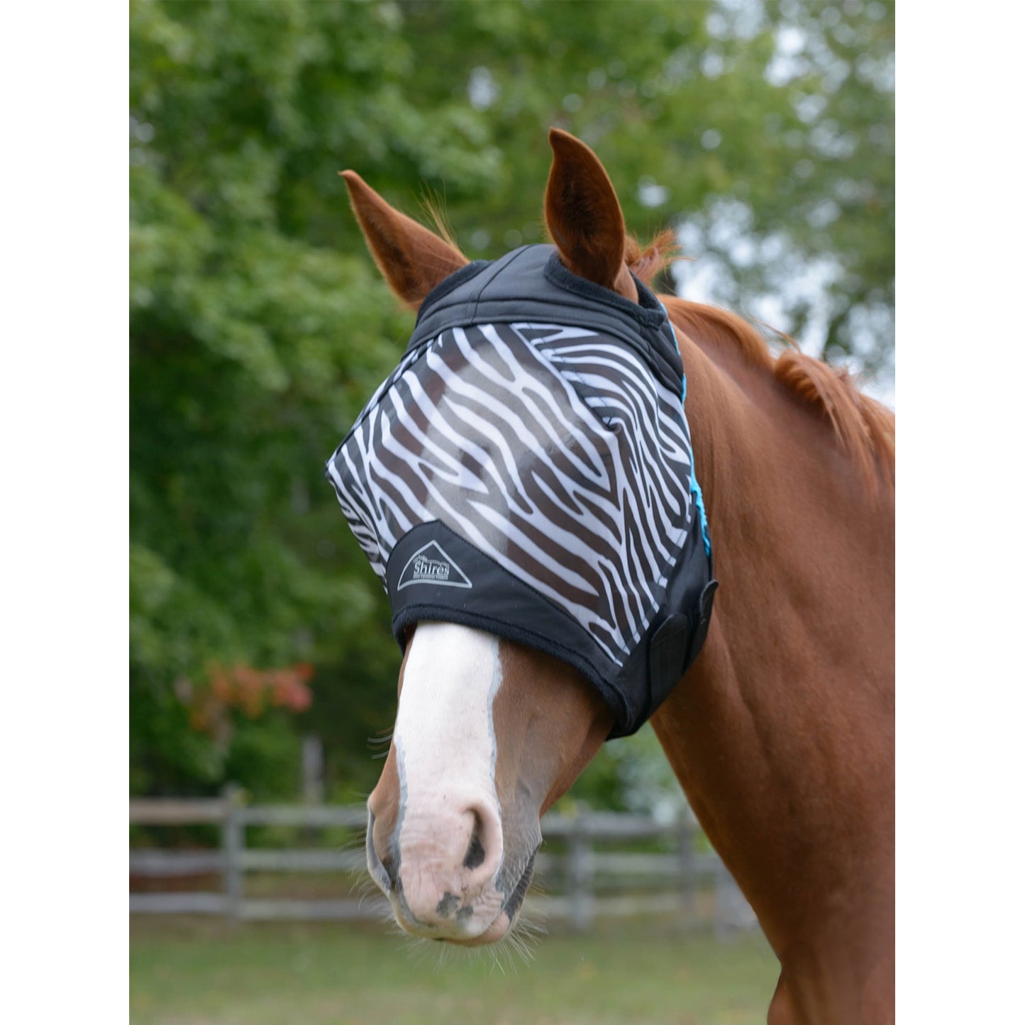 5-871532-zebra.jpg