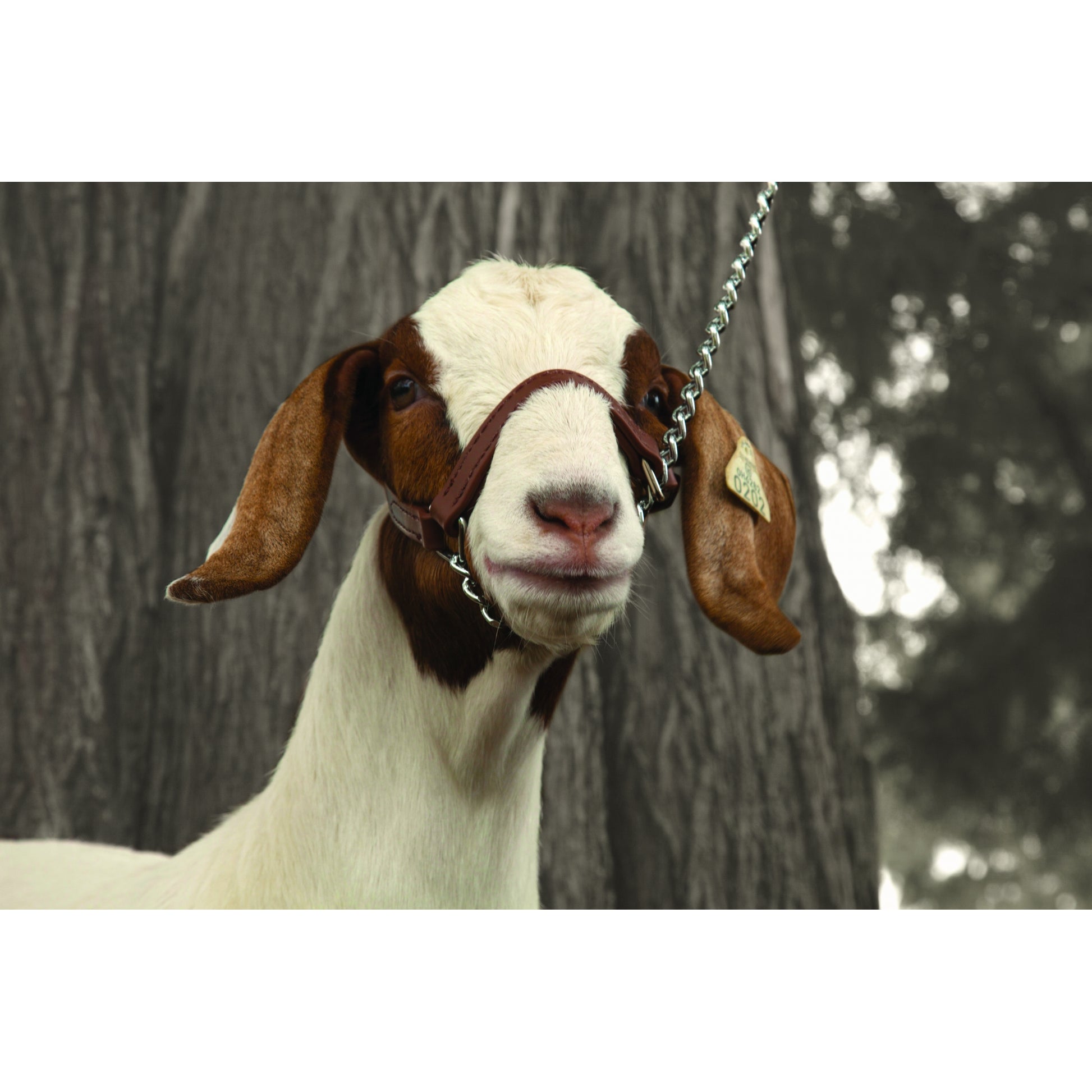 Weaver Sheep and Goat Brahma Webb Halter