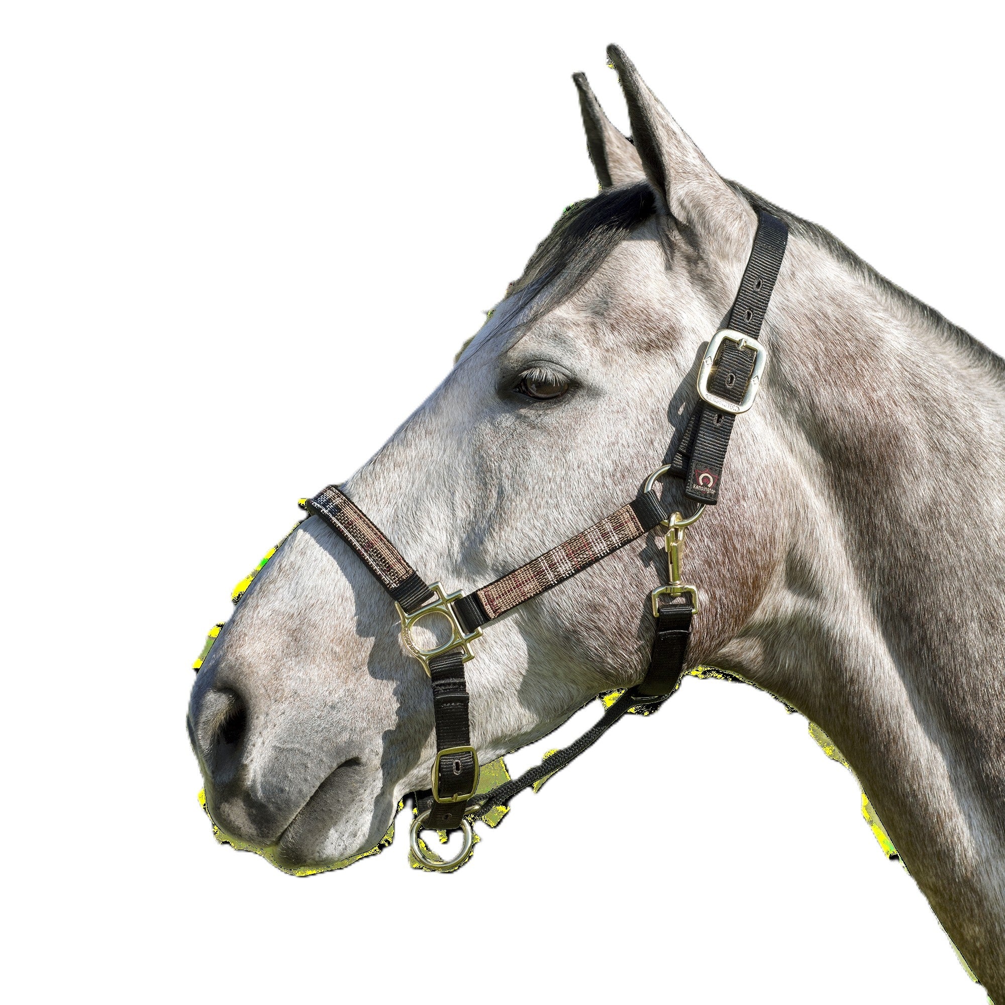 Kensington Halter NB