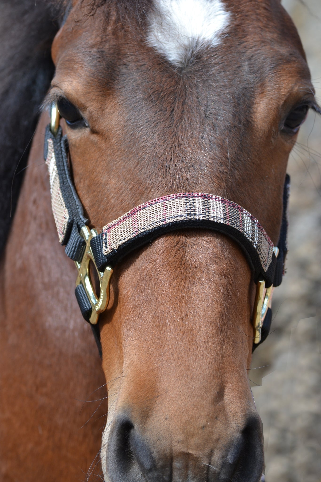 Kensington Halter NB