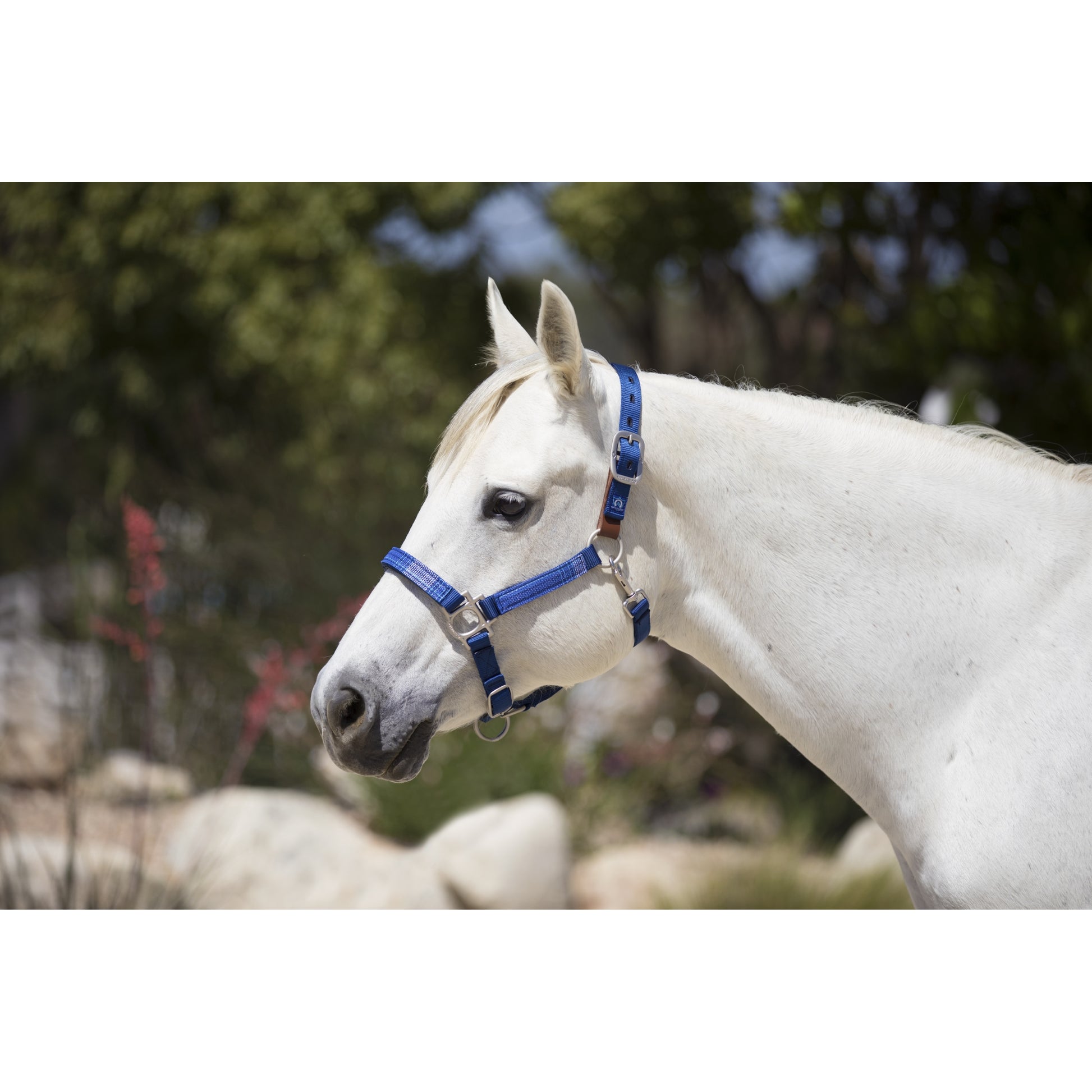 Kensington Breakaway Halter