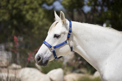 Kensington Breakaway Halter