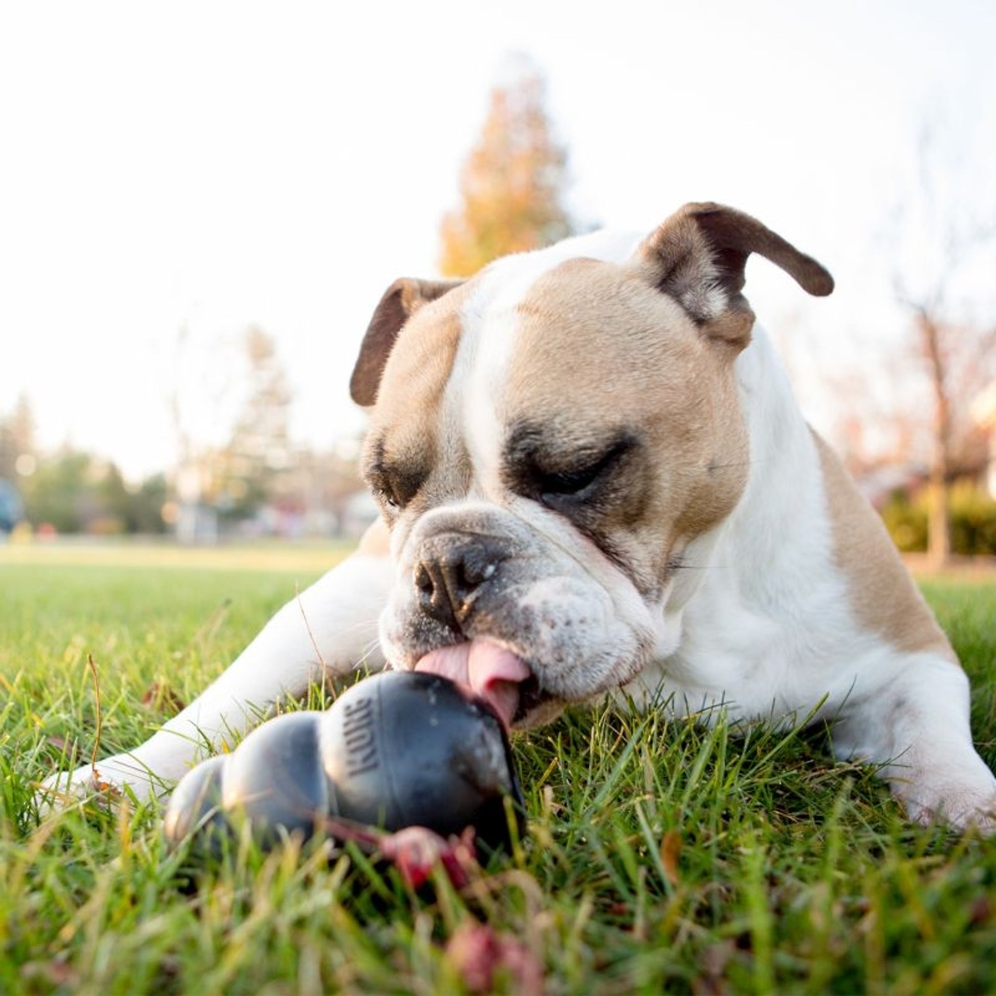 KONG Extreme Dog Toy
